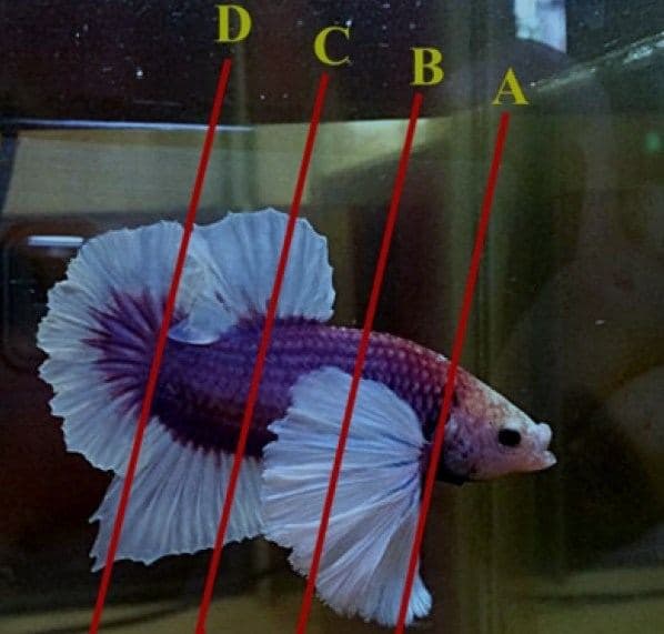 Cupang berpectoral besar dengan garis bantu penilaian A sampai D