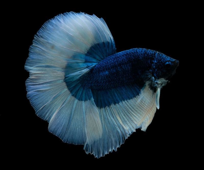 Cupang butterfly biru dengan band putih di tepi sirip