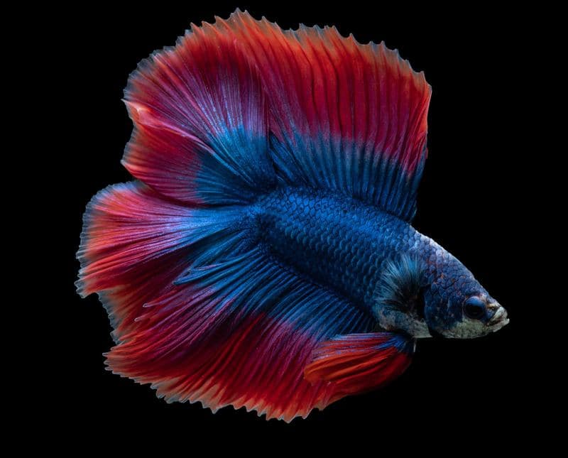 Cupang doubletail jantan pola butterfly merah dan biru