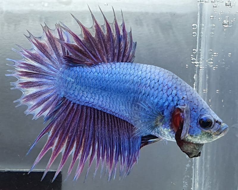Cupang crowntail plakat biru keunguan dengan sirip pendek berserit