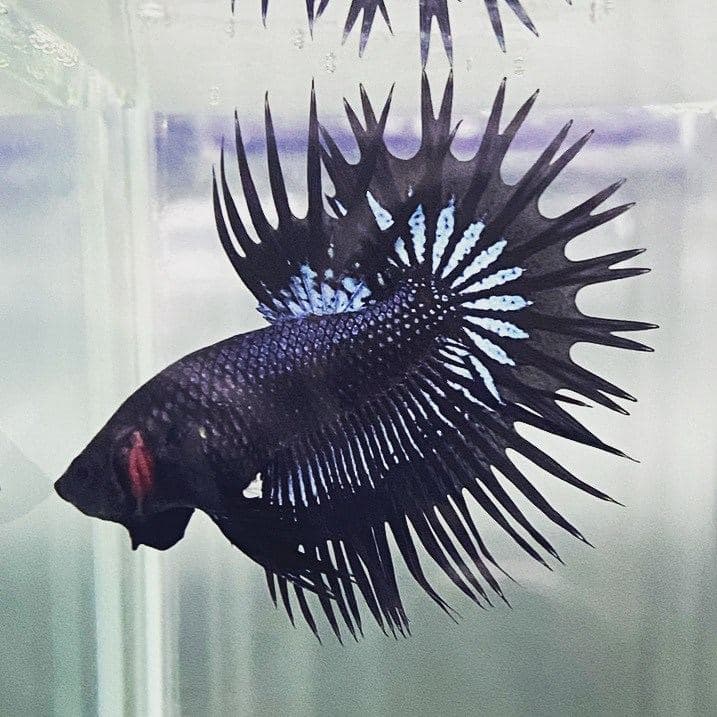 Cupang crowntail hitam dengan ray menjulur panjang melewati selaput sirip