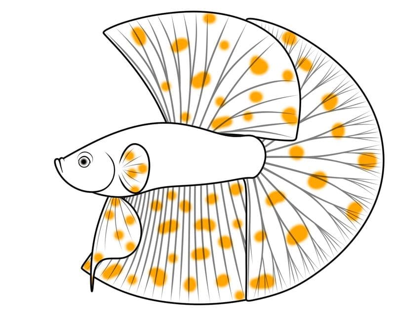 Diagram cupang dalmatian dengan bintik oranye di seluruh sirip