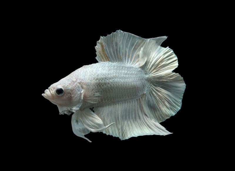 Cupang doubletail plakat putih dengan sirip pendek