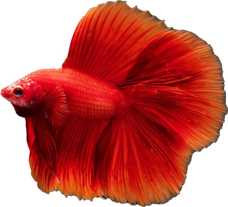 Cupang doubletail merah biru dengan dua lobus ekor
