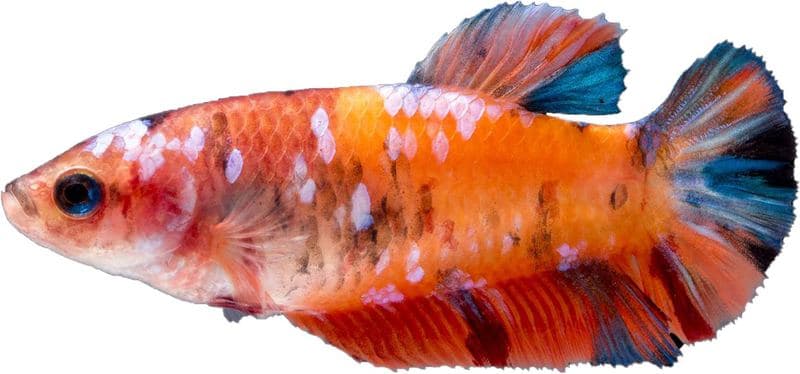 Cupang betina multicolor berwarna oranye dan putih