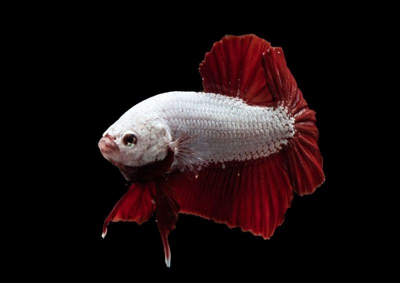 Cupang red dragon berbadan putih tebal dengan sirip merah