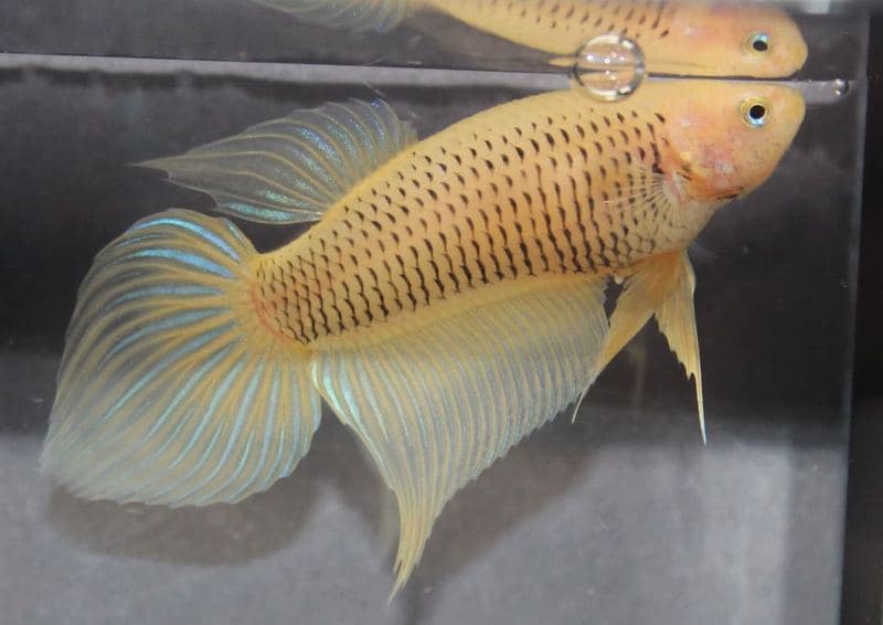 Cupang veiltail betina berwarna kuning pucat