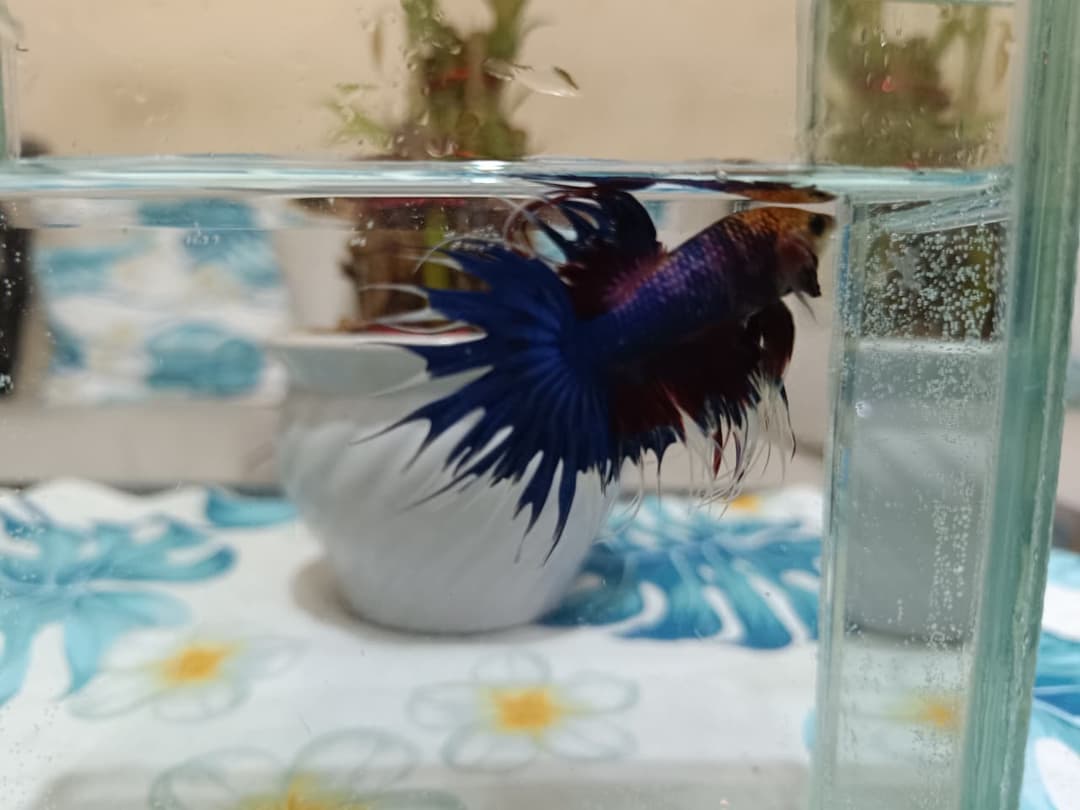 Crowntail Multicolor