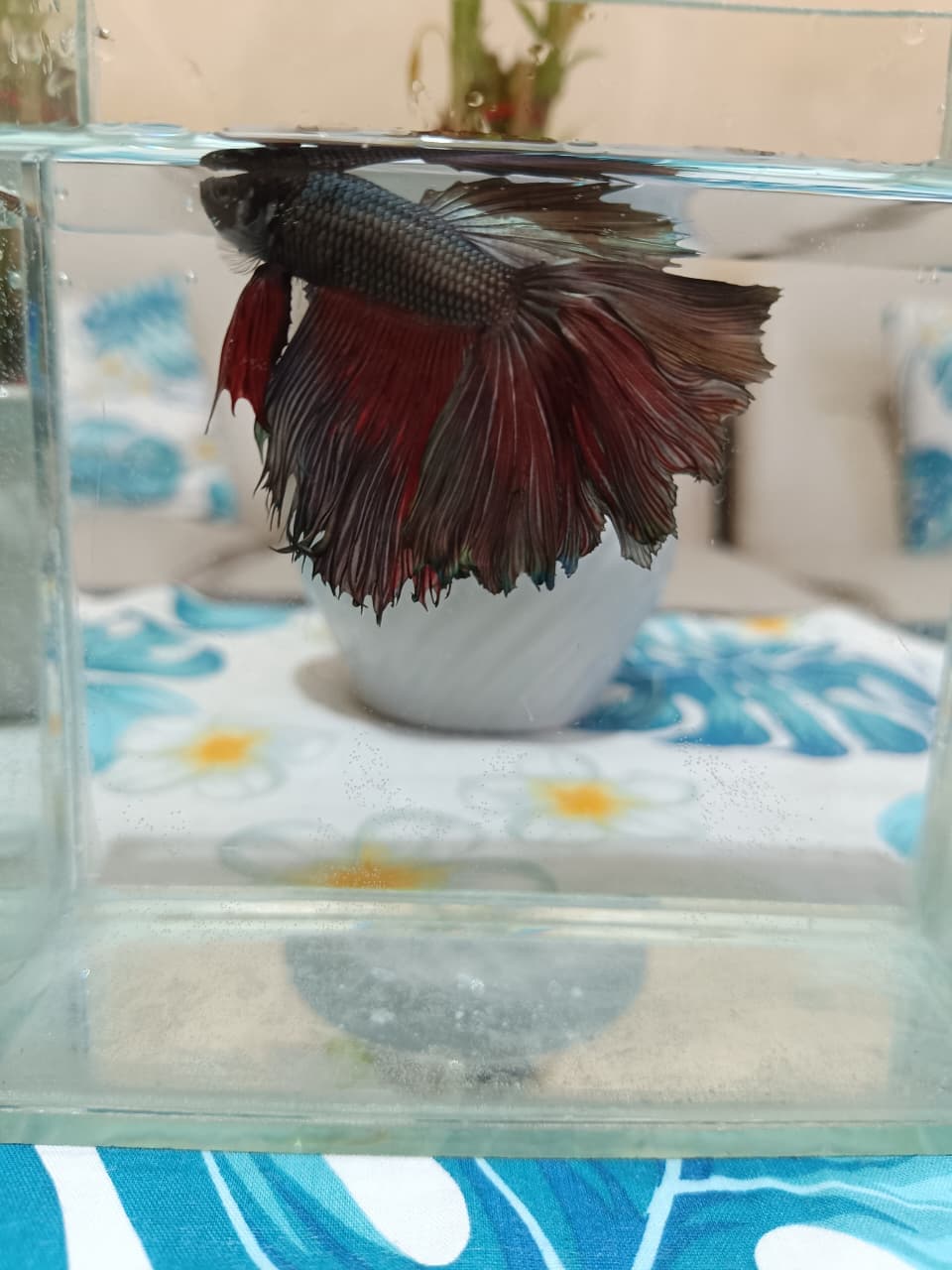 Cupang halfmoon male copper