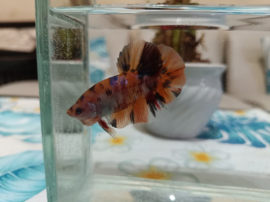 Cupang giant multicolor plakat male