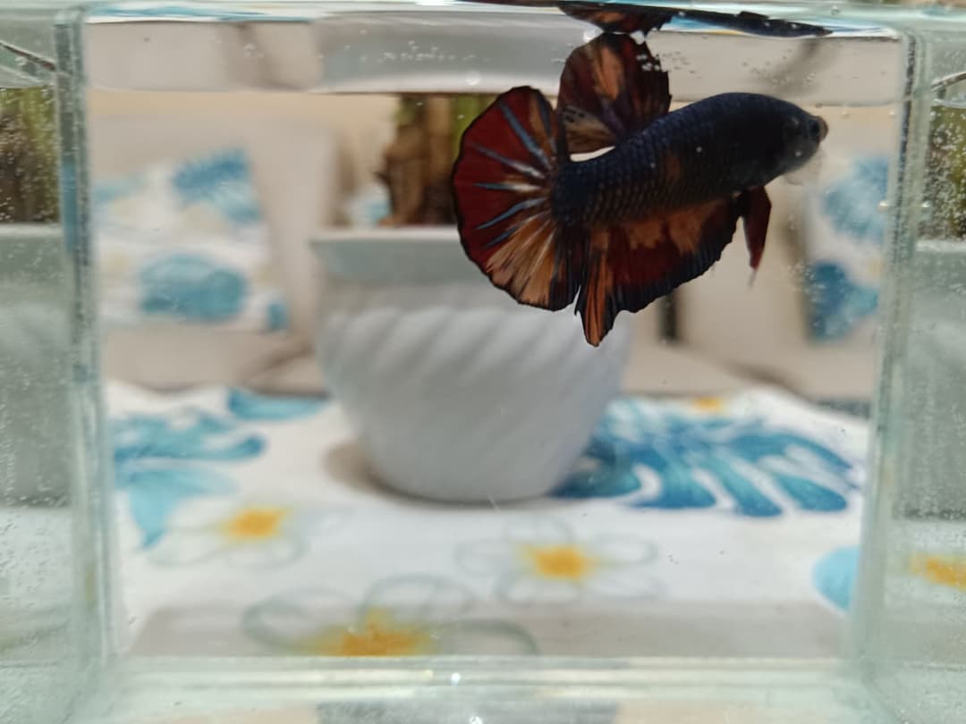 Plakat Giant Blue Nemo